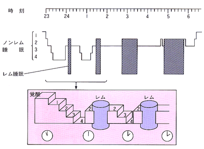睡眠の時間経過を占めす模式図